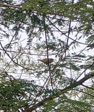 Indian White-eye - ML647815298