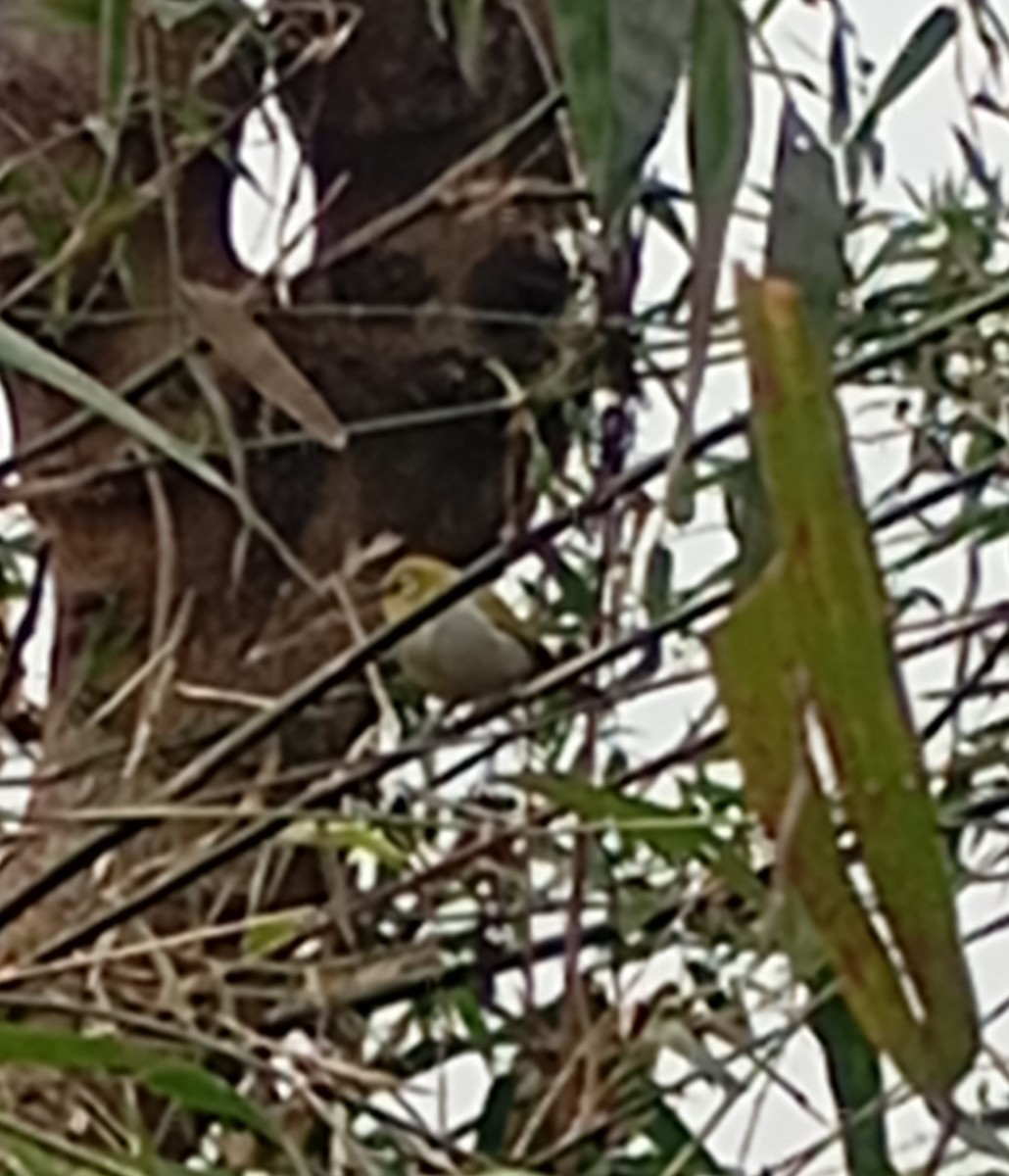 Indian White-eye - ML647815299