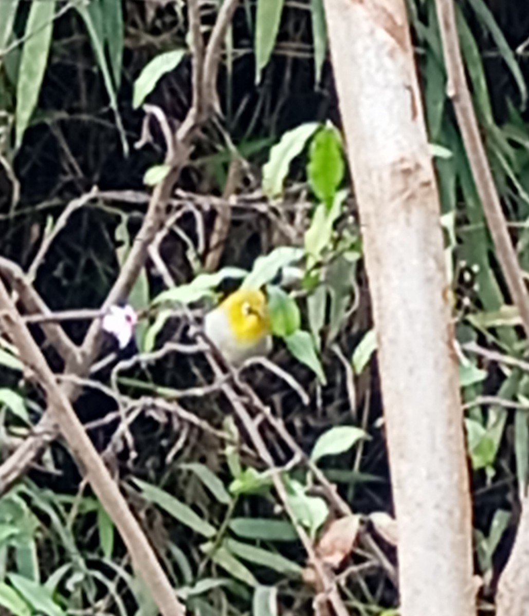 Indian White-eye - ML647815300