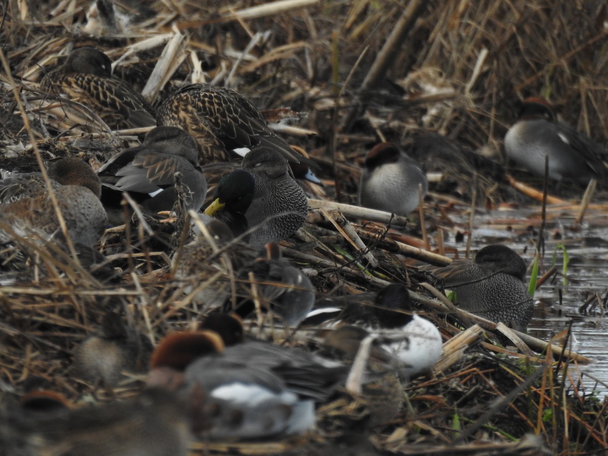 オカヨシガモ - ML647815303