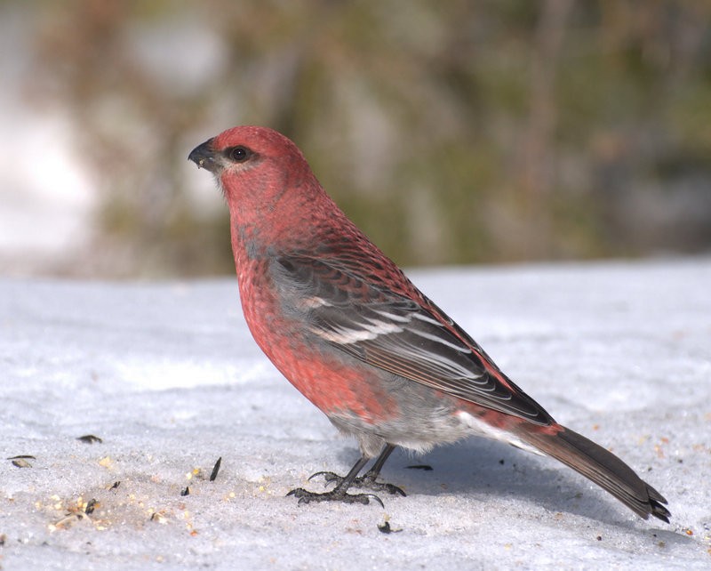 Pinu-gailupa - ML647815310