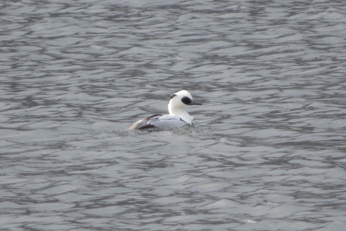 Smew - ML647815319