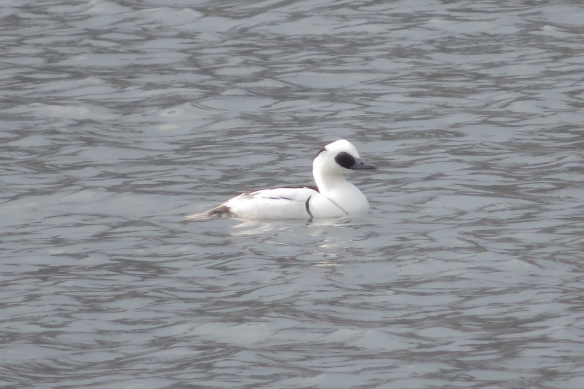 Smew - ML647815320