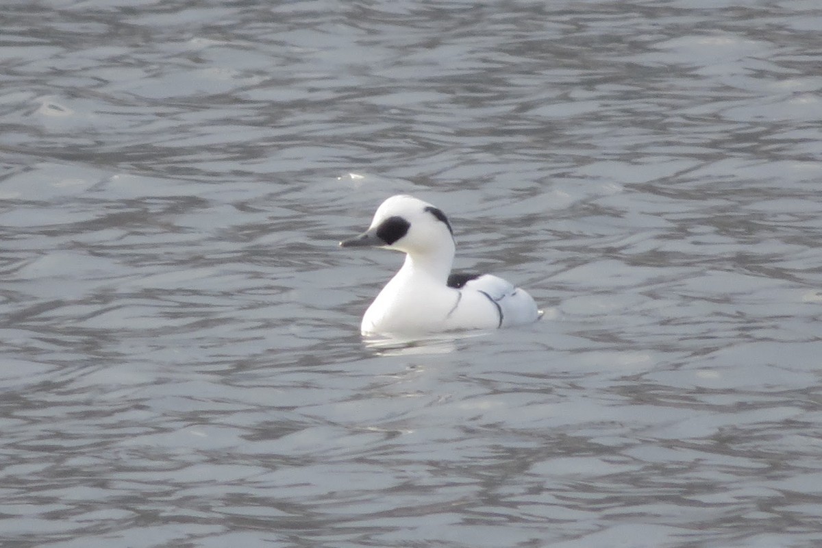 Smew - ML647815322