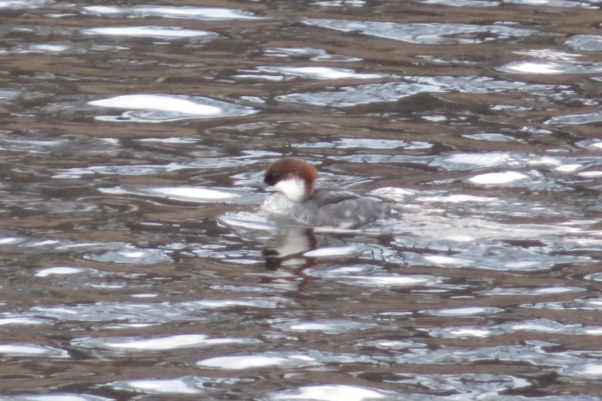 Smew - ML647815324