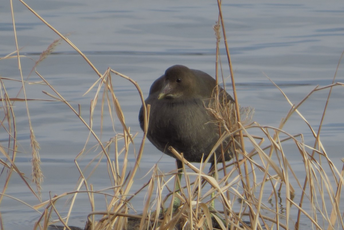 Eurasian Moorhen - ML647815334