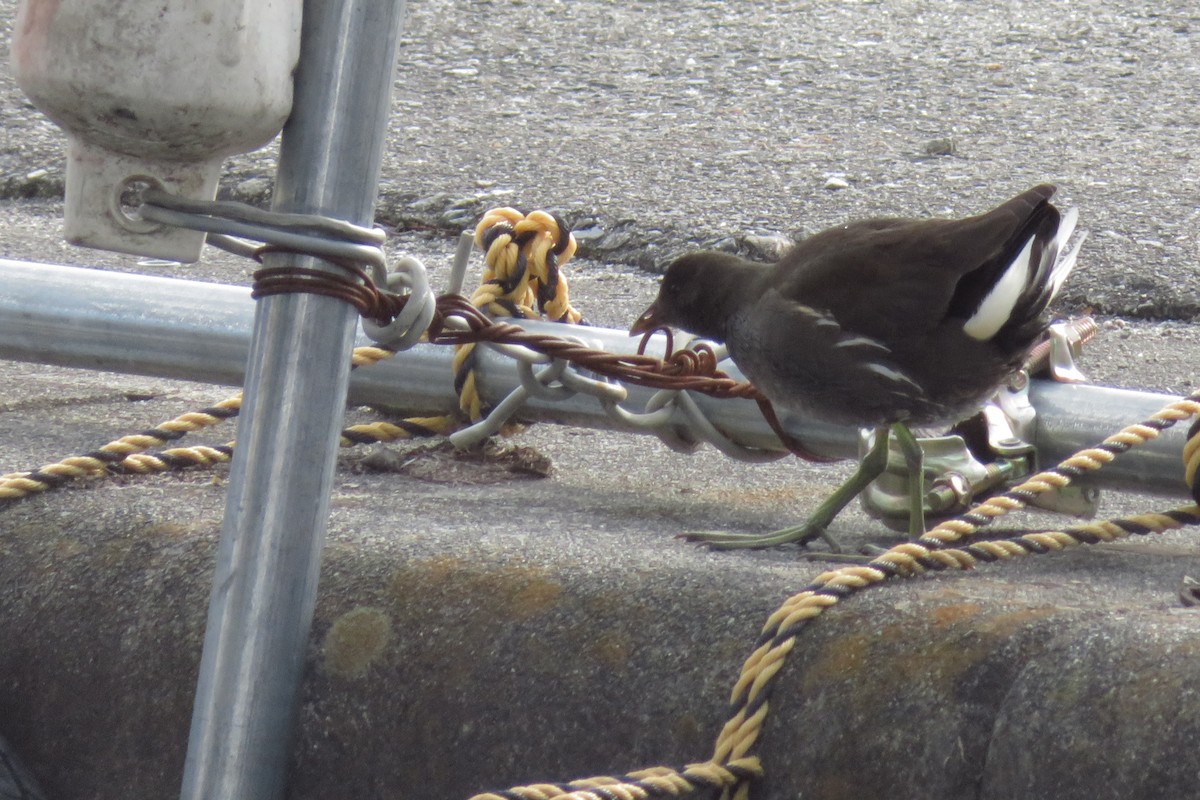 Eurasian Moorhen - ML647815335