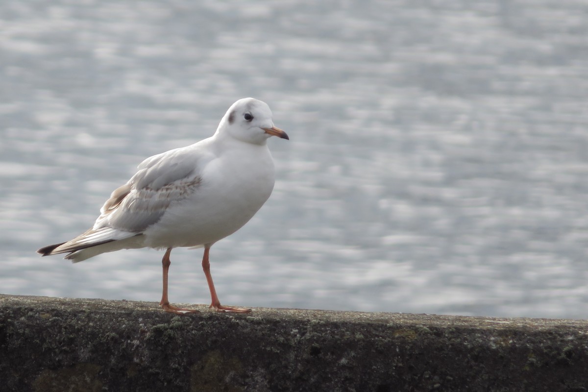 Black-headed Gull - ML647815342