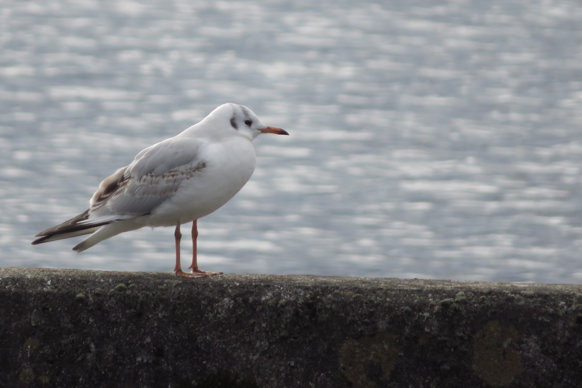 Black-headed Gull - ML647815343