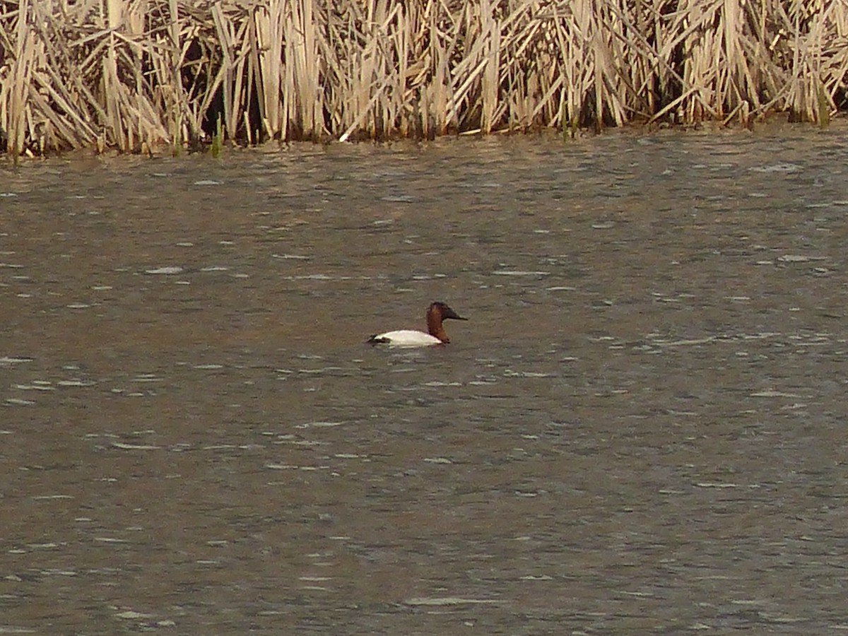 Murgilari bizkarzuria - ML647815346