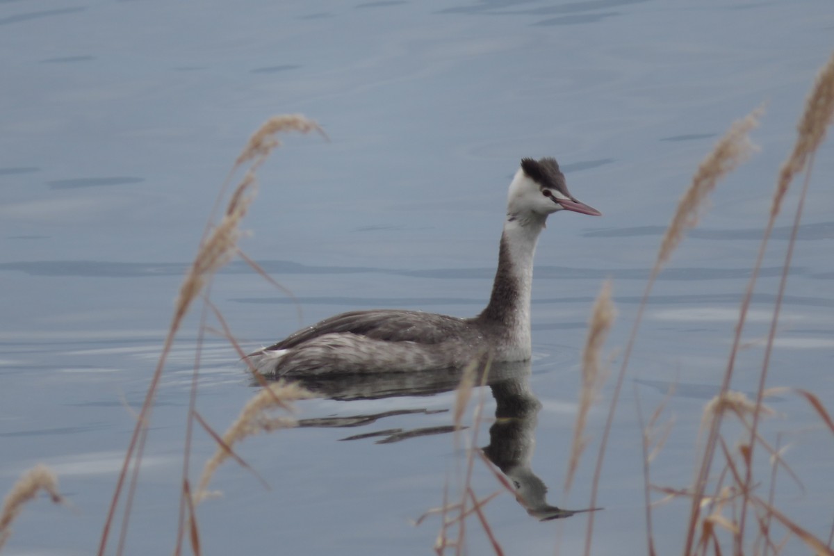 Great Crested Grebe - ML647815354
