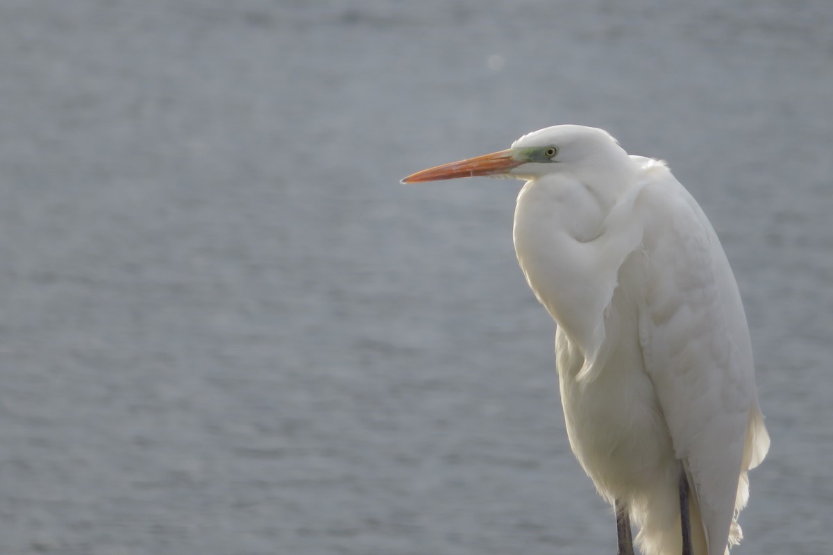 Great Egret - ML647815358