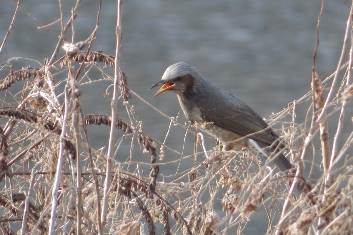Brown-eared Bulbul - ML647815366