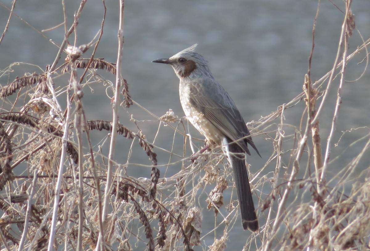 Brown-eared Bulbul - ML647815367