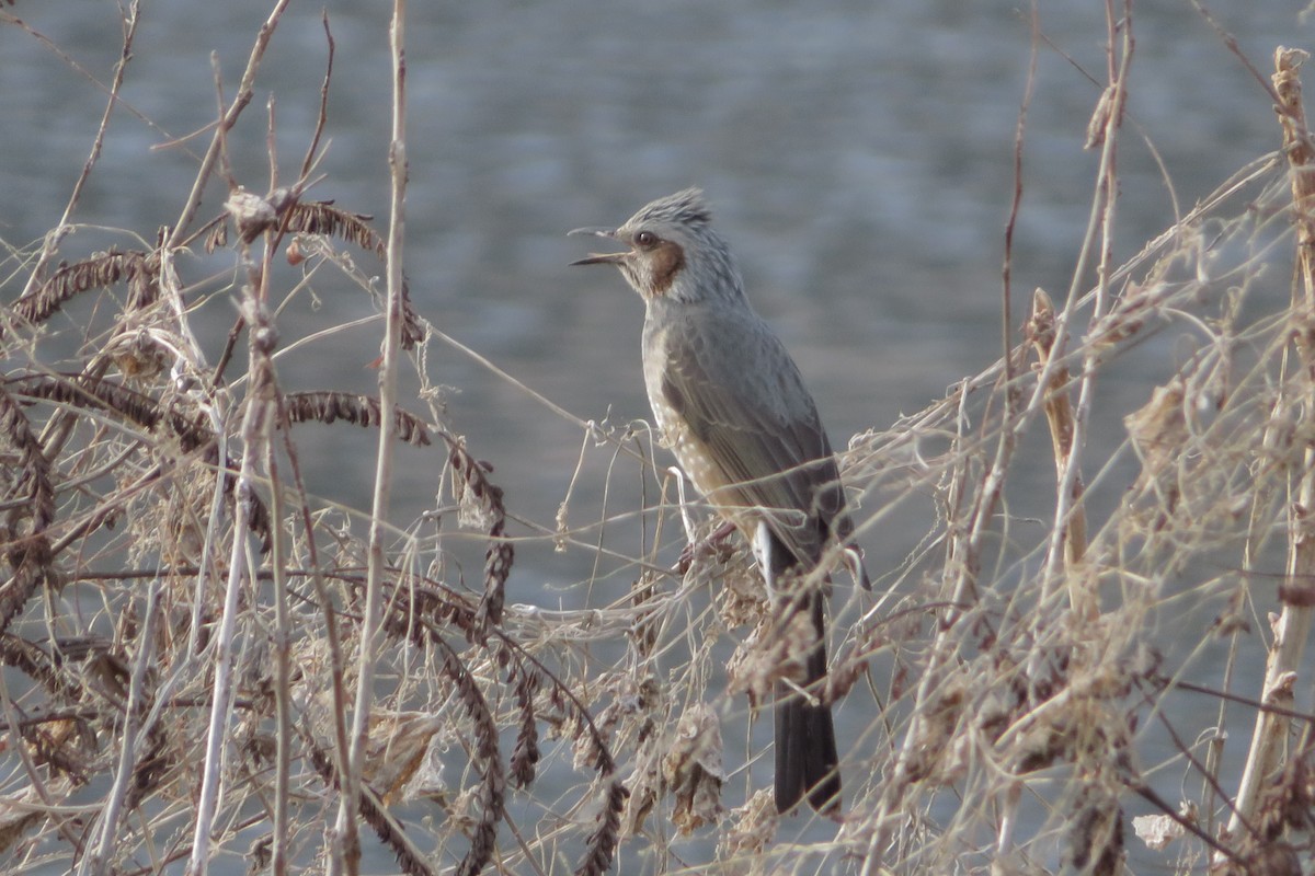 Brown-eared Bulbul - ML647815368