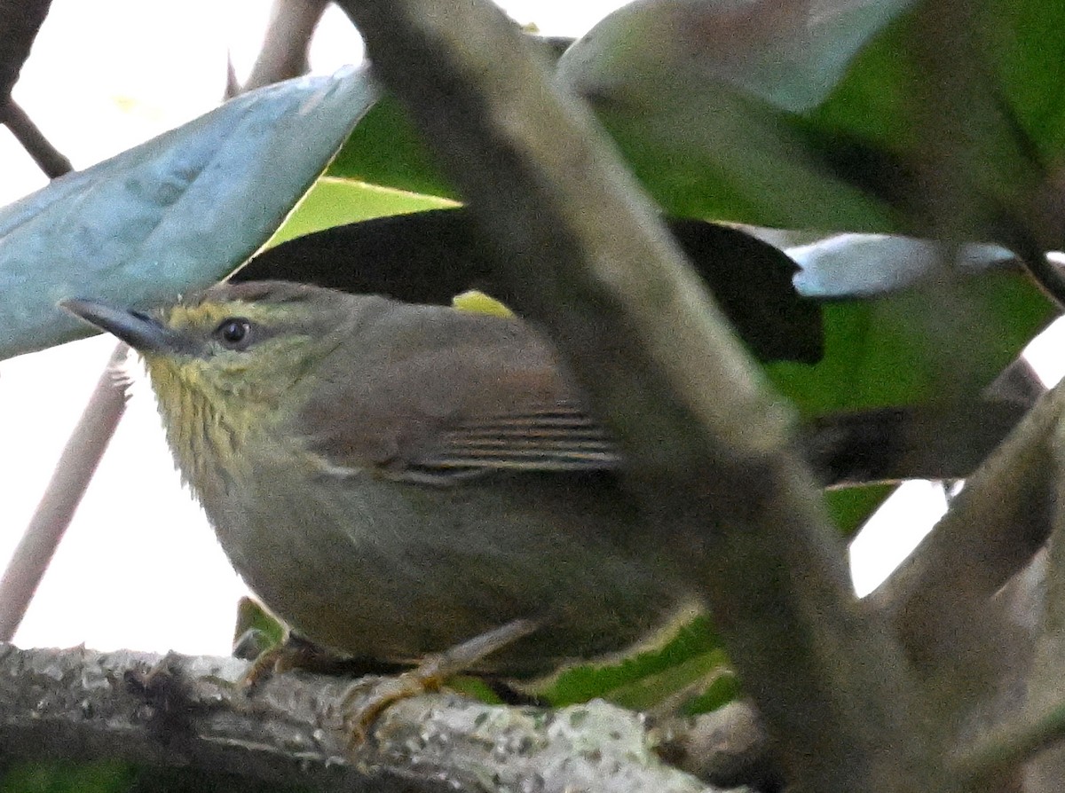 Pin-striped Tit-Babbler - ML647815389
