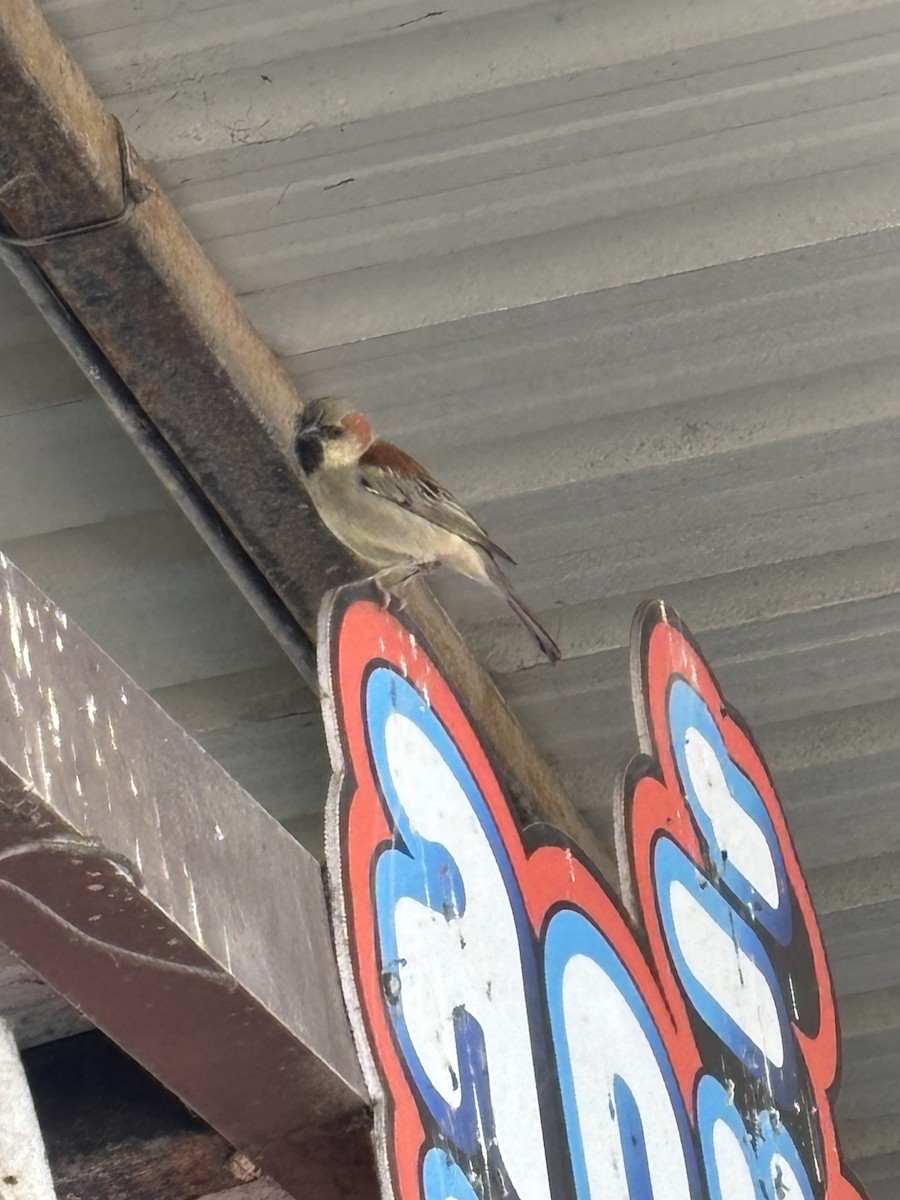 セアカスズメ - ML647815392