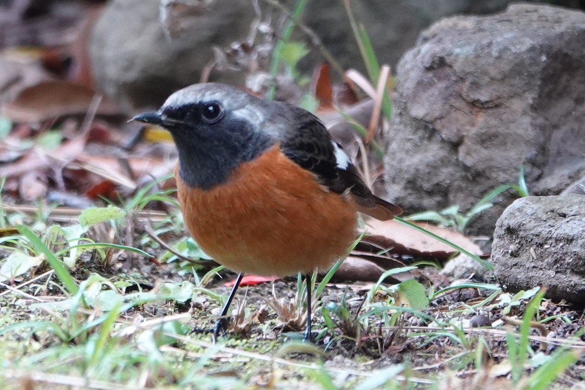 Daurian Redstart - ML647815398