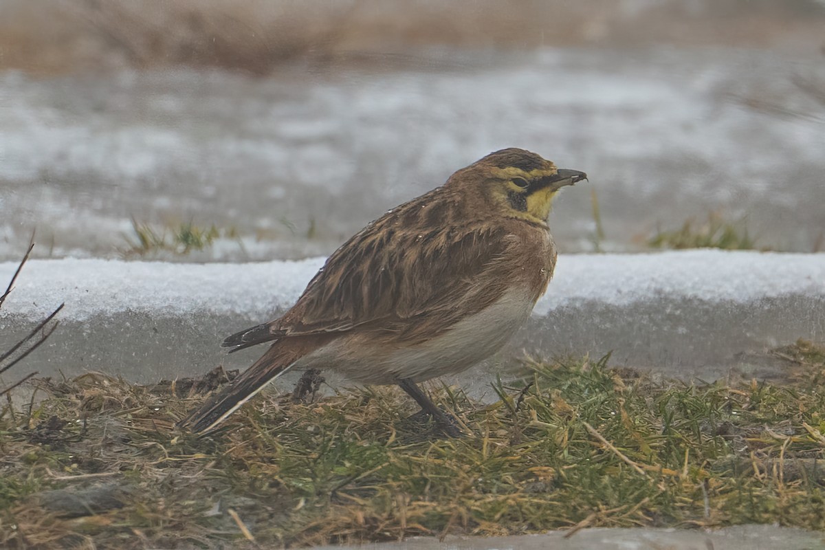 Alondra Cornuda - ML647815402