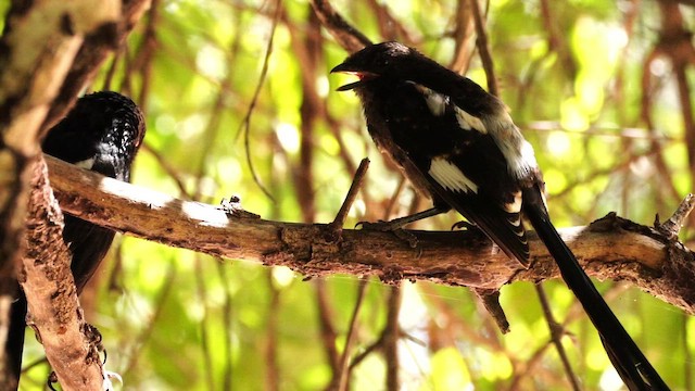 Magpie Shrike - ML647815419