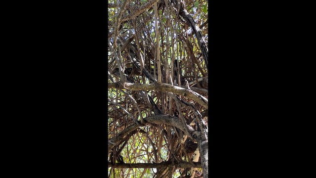 Magpie Shrike - ML647815420