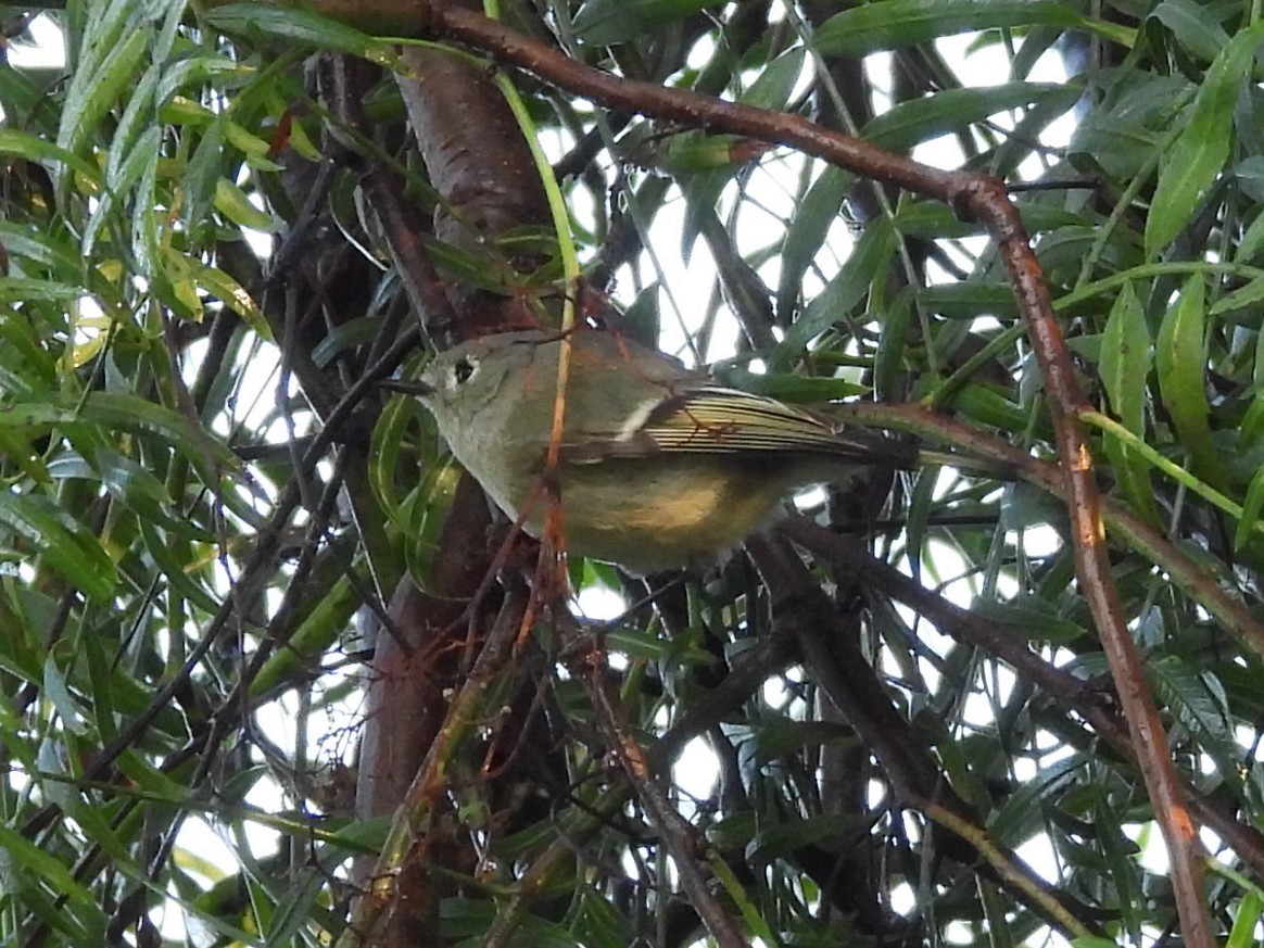 Ruby-crowned Kinglet - ML647815458