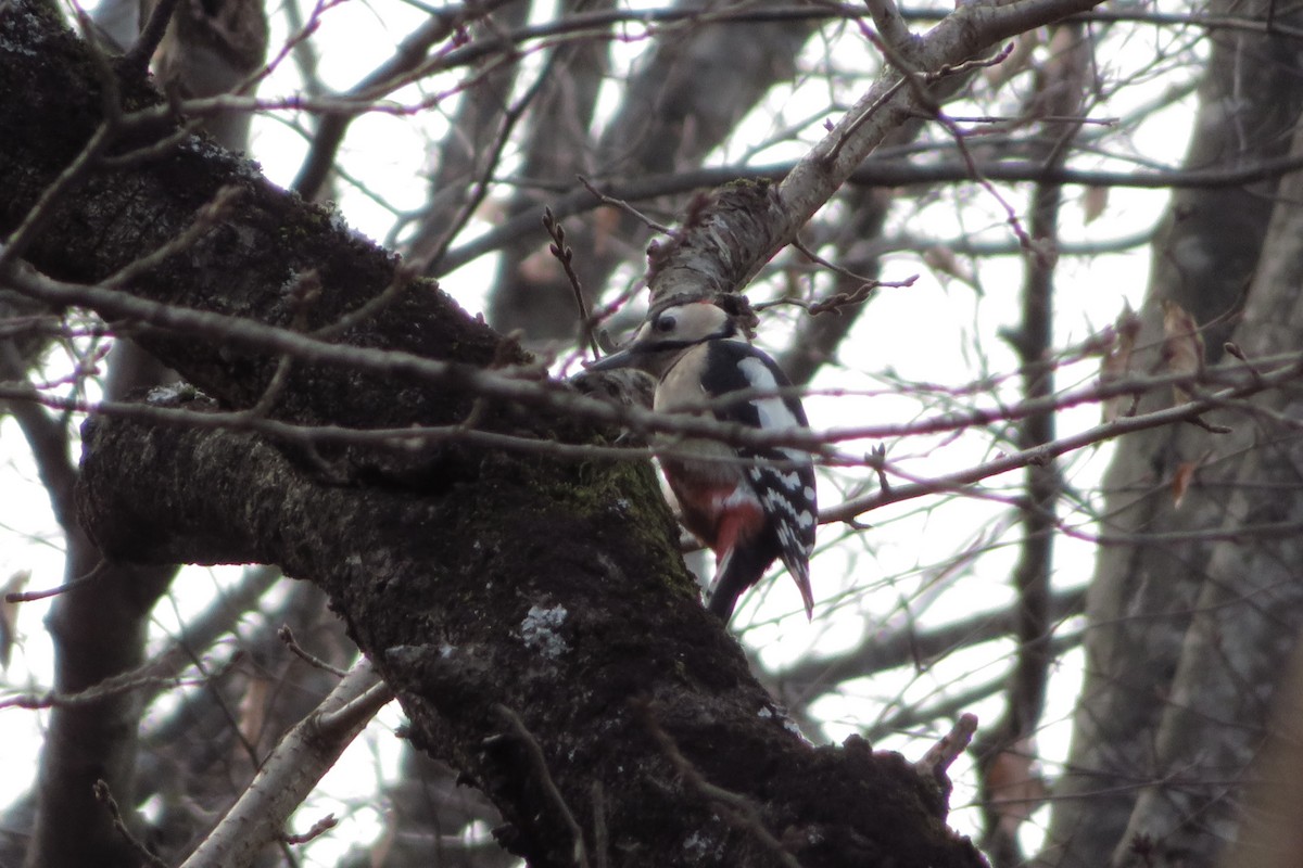 Great Spotted Woodpecker - ML647815461