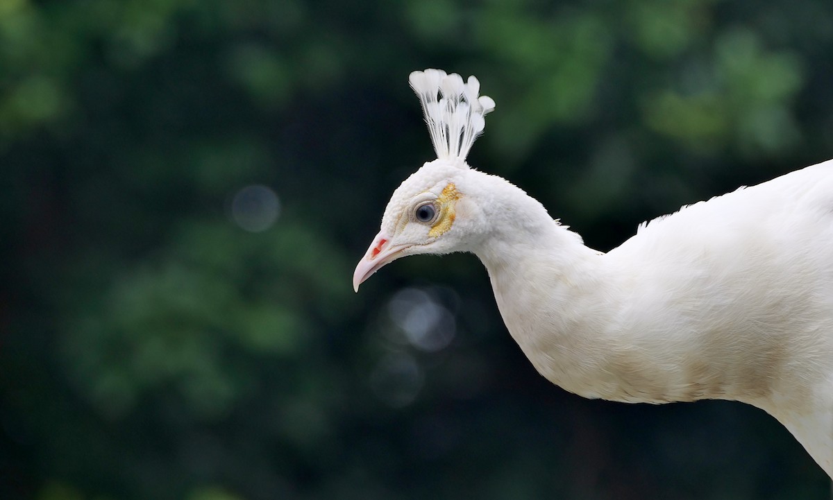 Indian Peafowl - ML647815483