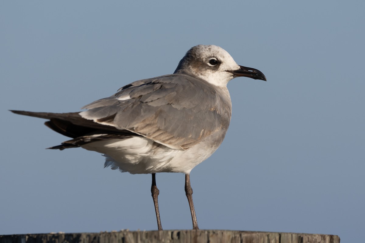 Ацтекская чайка - ML647815485