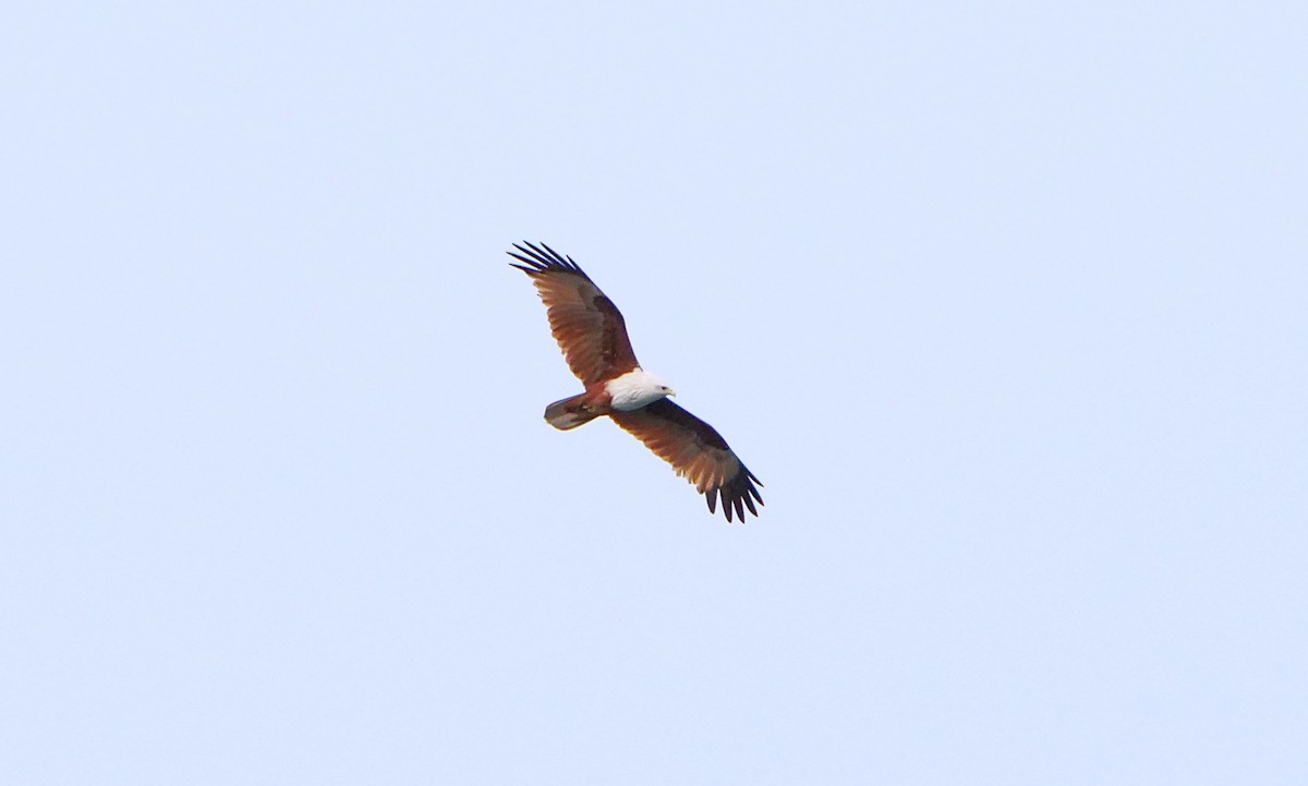 Brahminy Kite - ML647815487