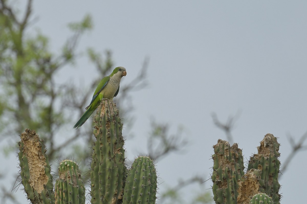 Калита сіроволий - ML647815489