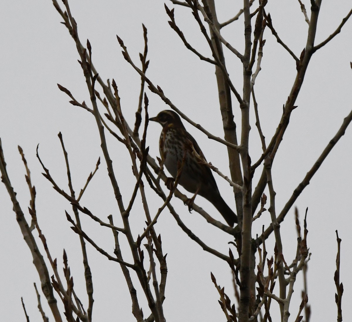 Grive mauvis (iliacus) - ML647815493