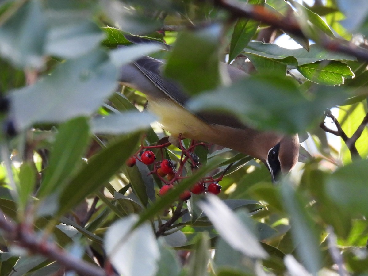 brkoslav americký - ML647815521