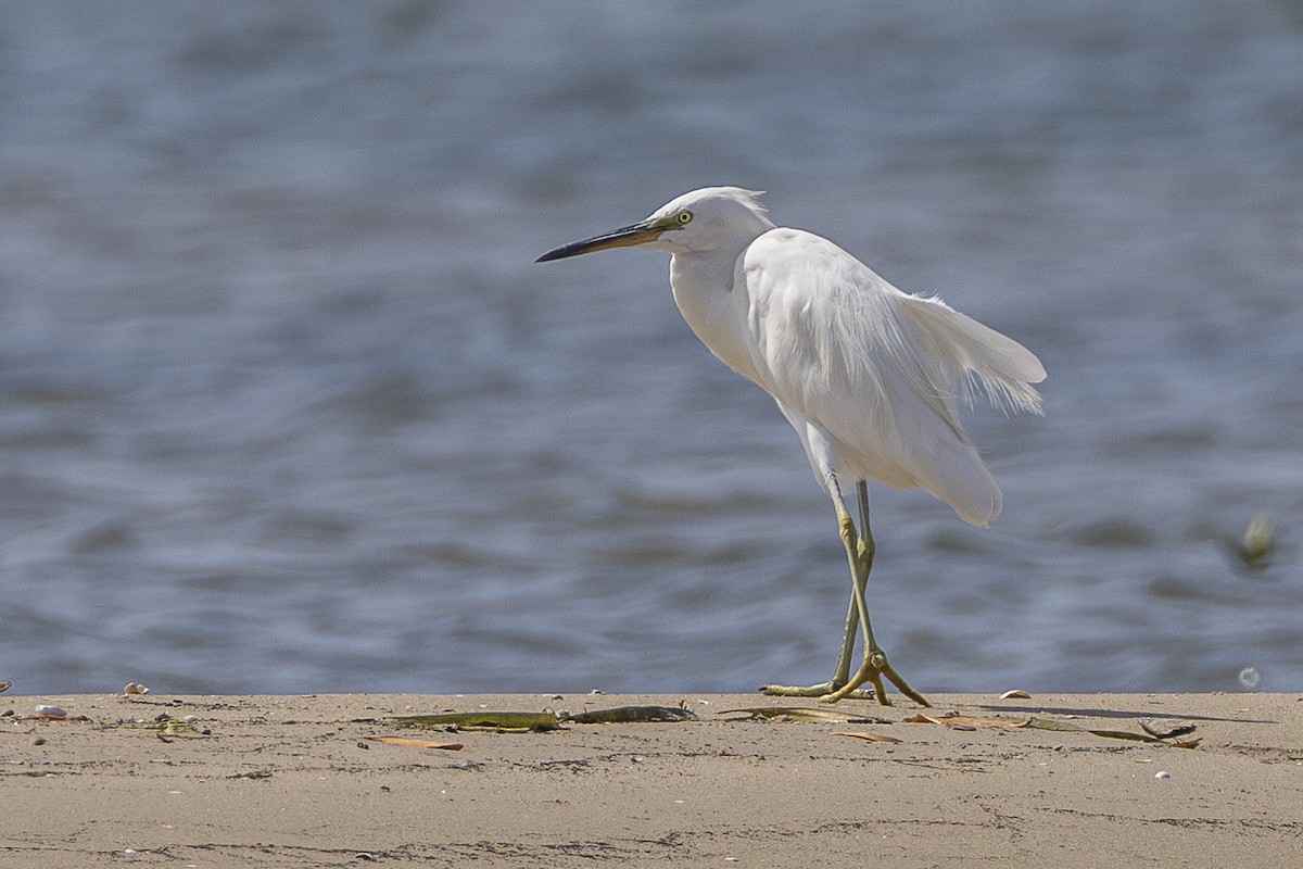Chinese Egret - ML647815523