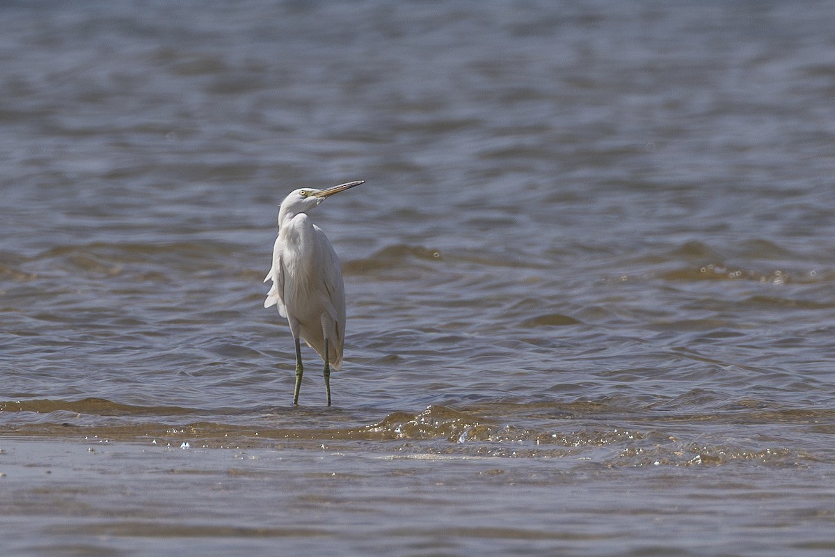 Chinese Egret - ML647815524