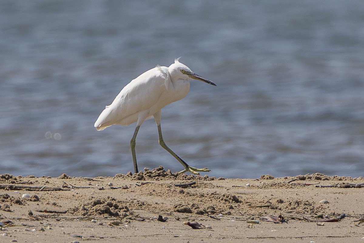 Chinese Egret - ML647815525