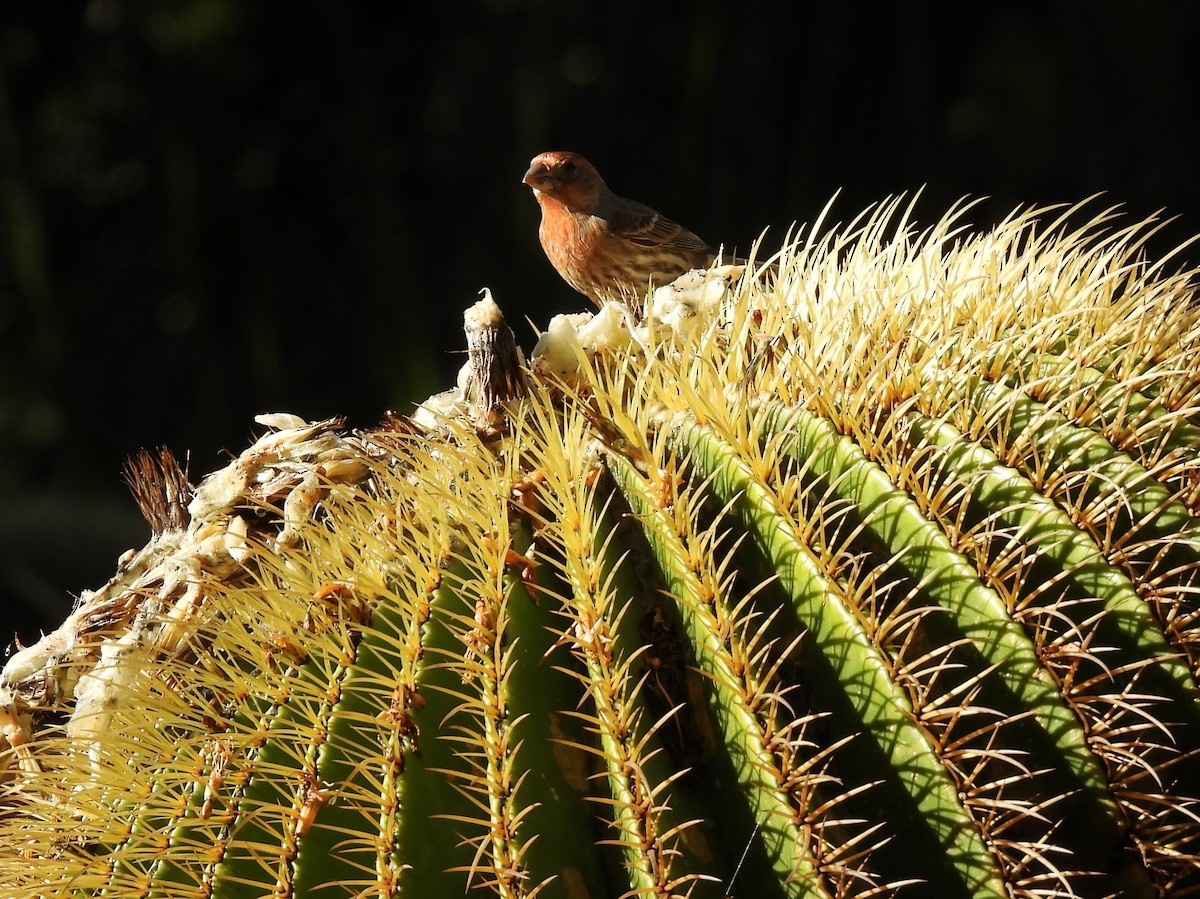 Чечевиця садова - ML647815532
