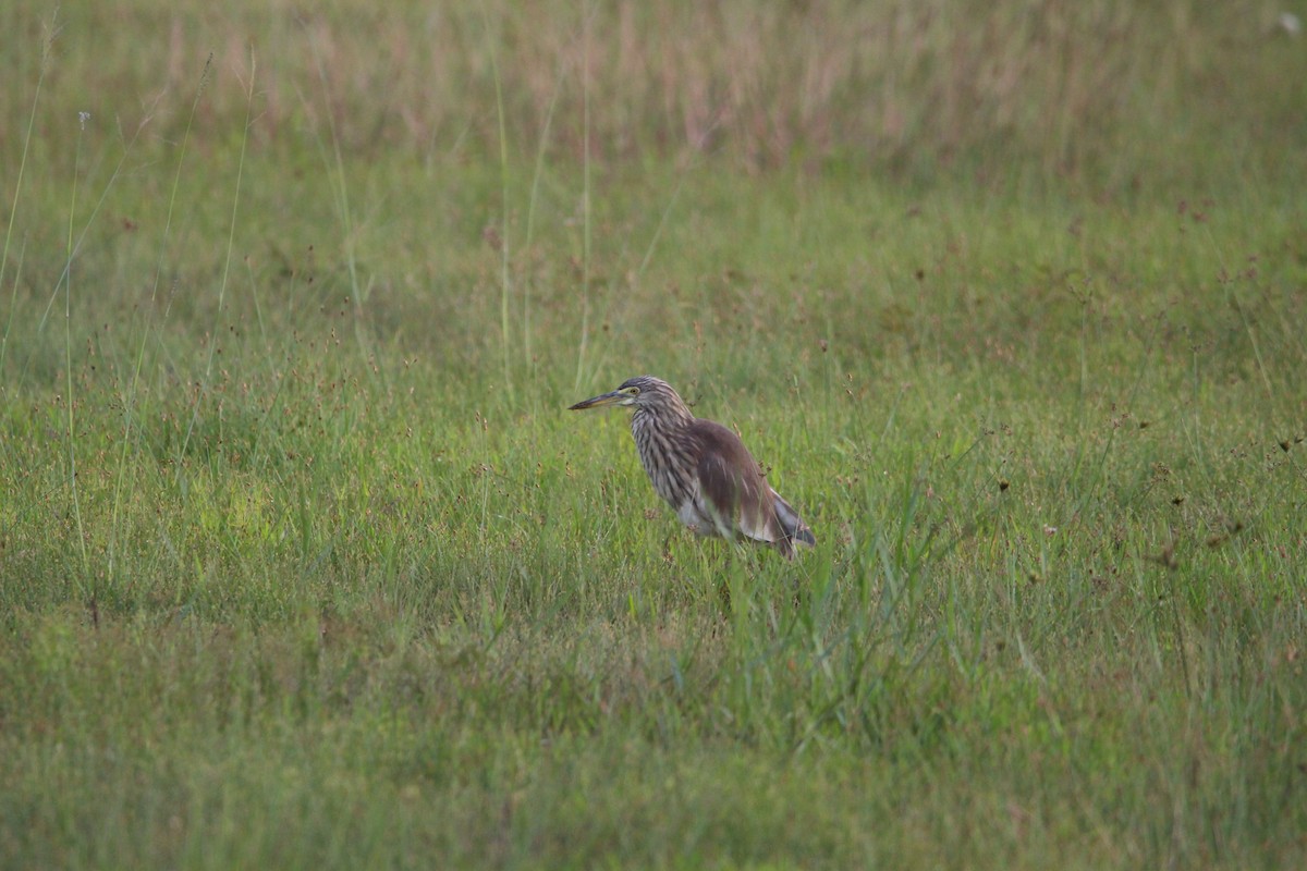 pond-heron sp. - ML647815551