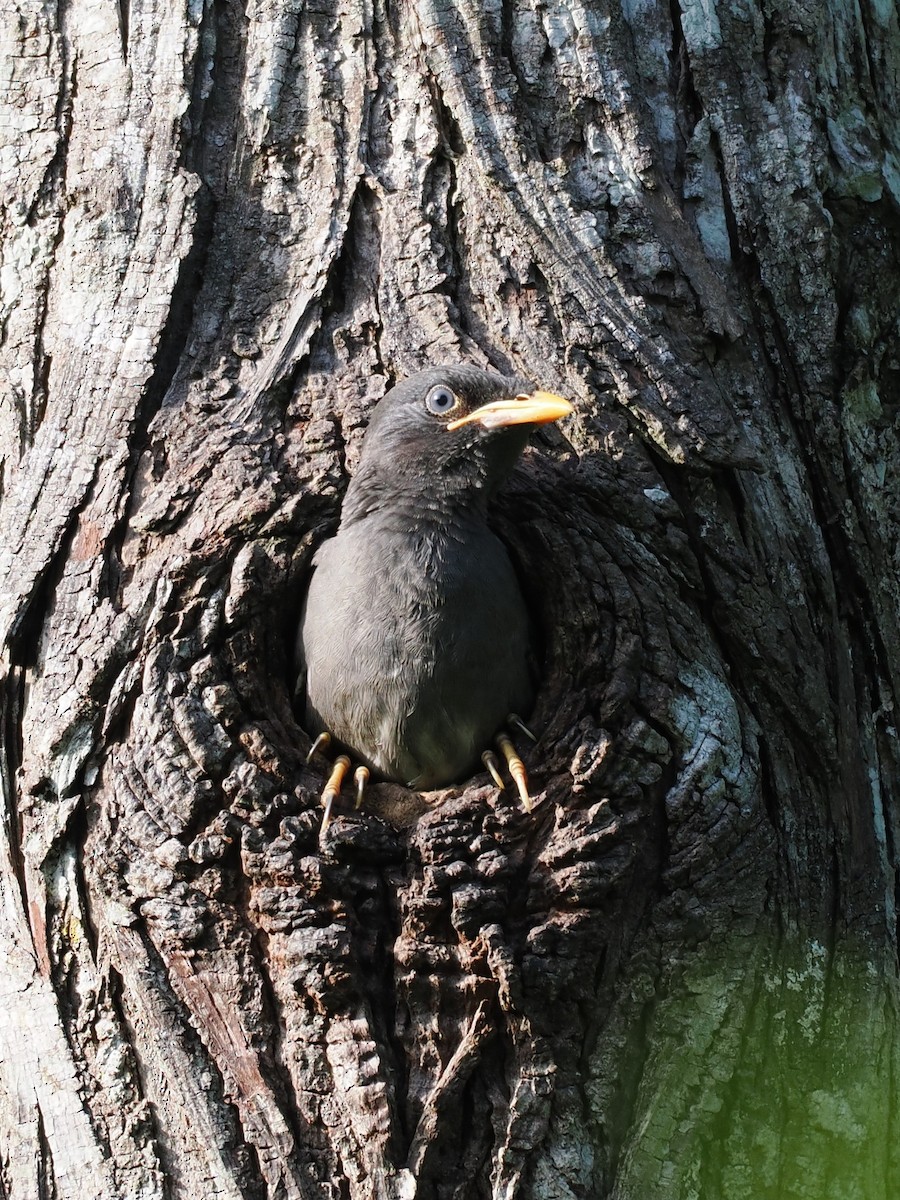 Javan Myna - ML647815556