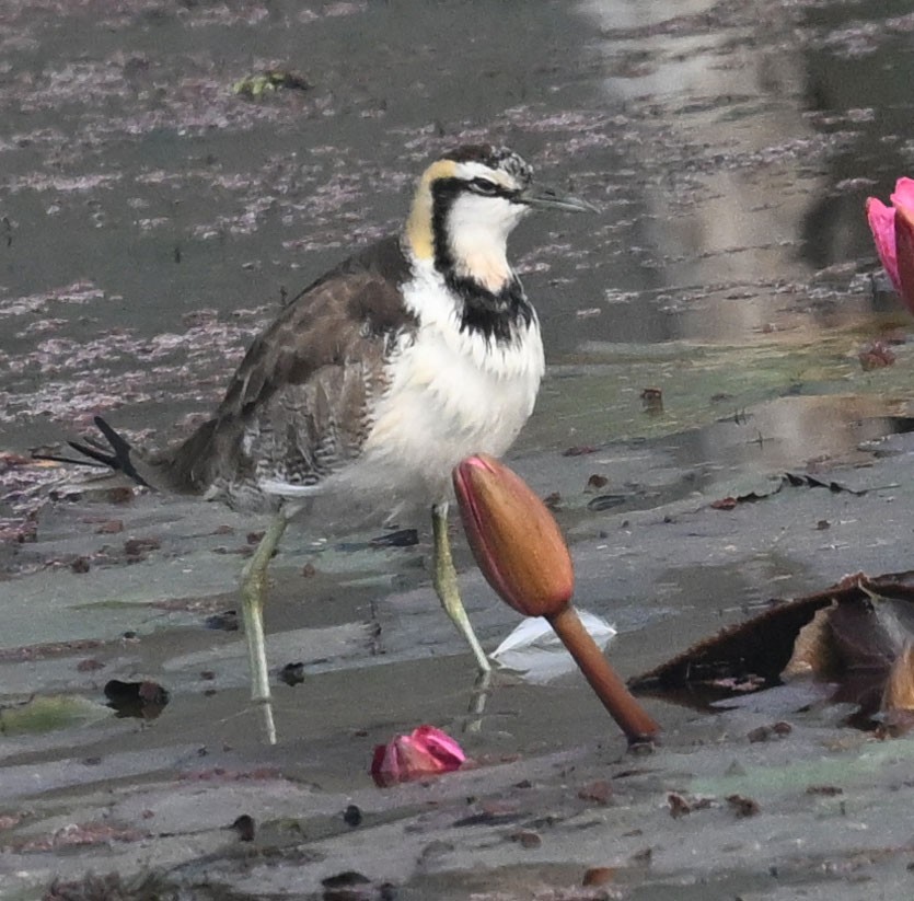 fasanbladhøne - ML647815558