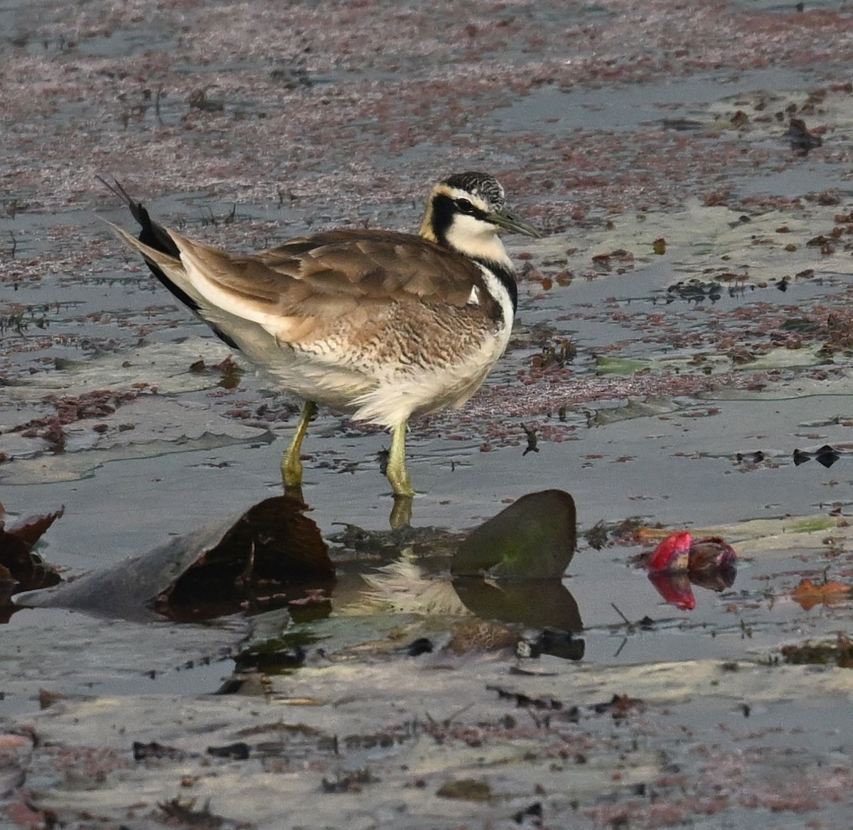 fasanbladhøne - ML647815559