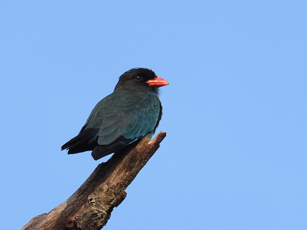 Dollarbird - ML647815564