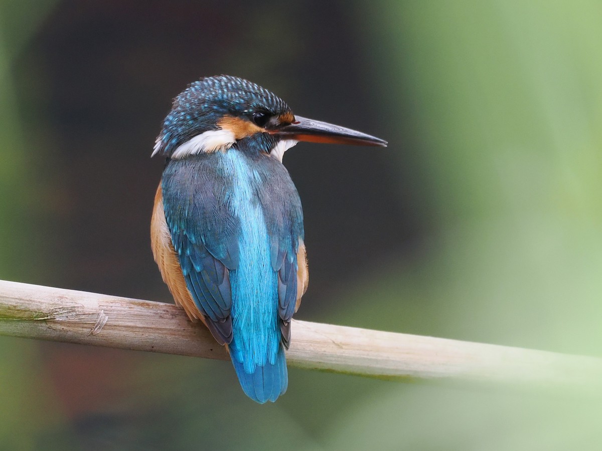 Common Kingfisher - ML647815568