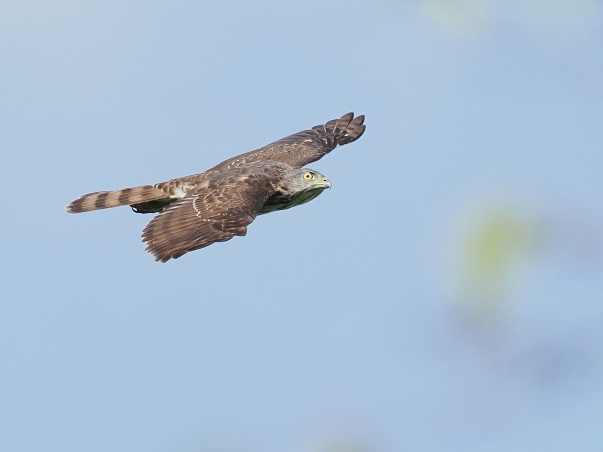 Crested Goshawk - ML647815573