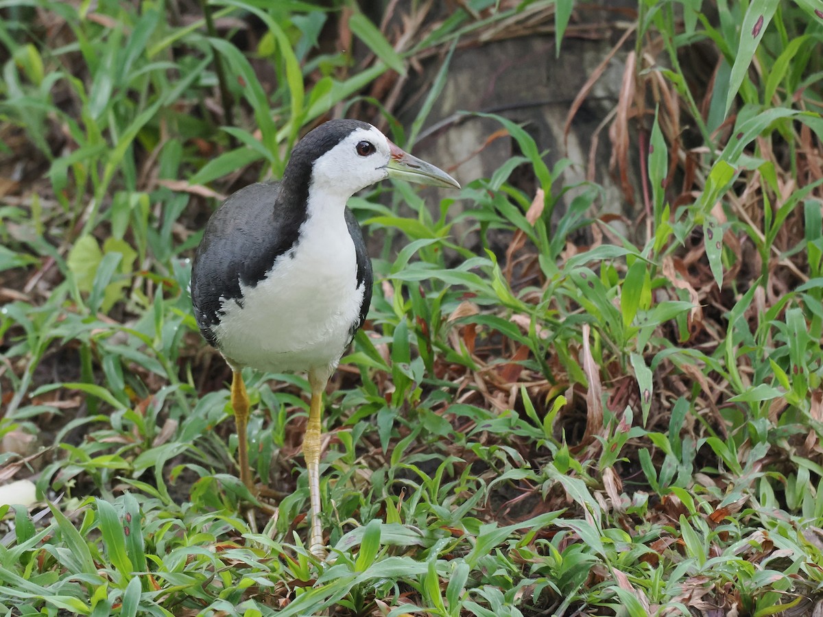 White-breasted Waterhen - ML647815575