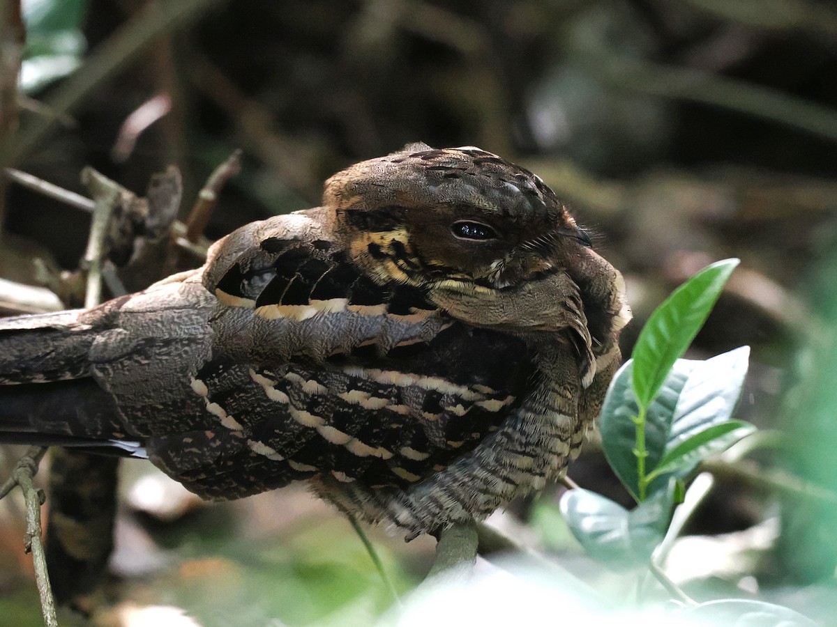 Large-tailed Nightjar - ML647815582