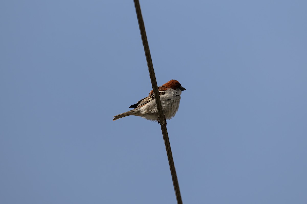 Russet Sparrow - ML647815601