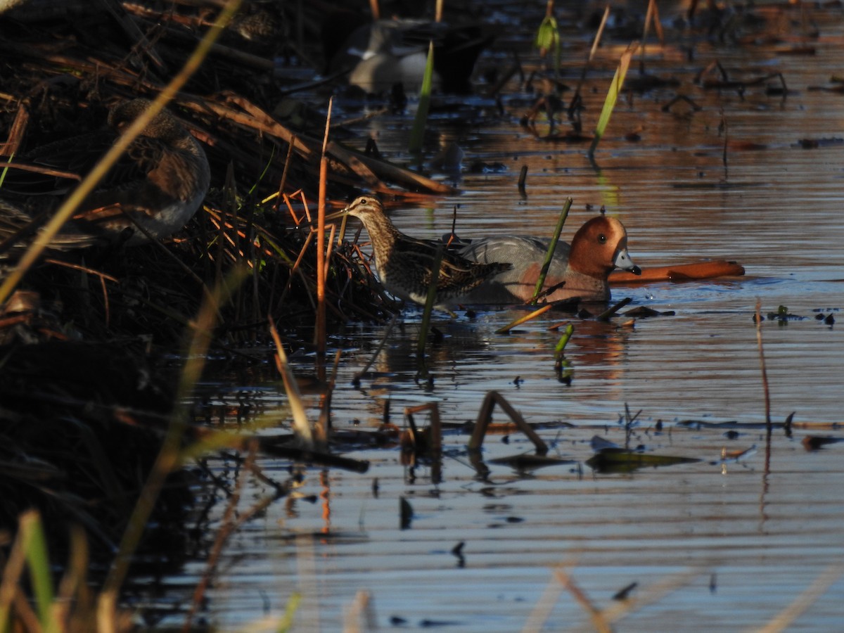 חרטומית ביצות - ML647815602