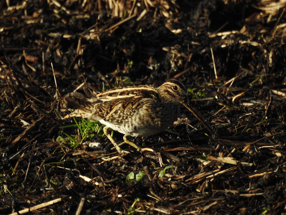 חרטומית ביצות - ML647815603