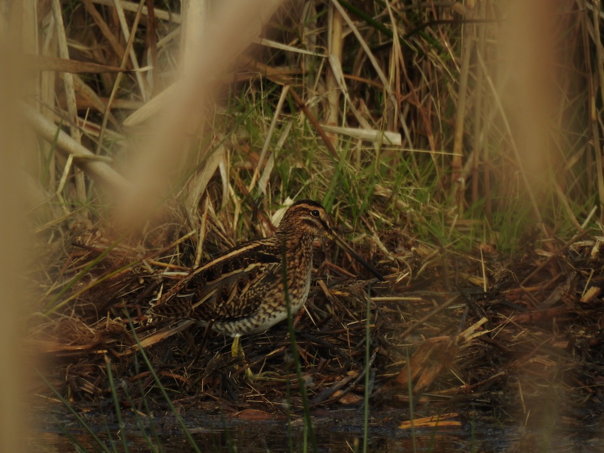 חרטומית ביצות - ML647815604